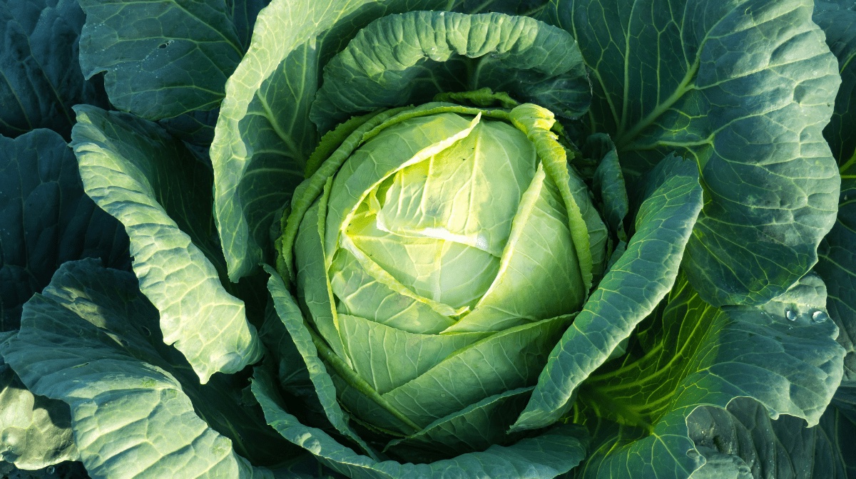 Cabbage Leaves for Engorgement: A Literature Review
