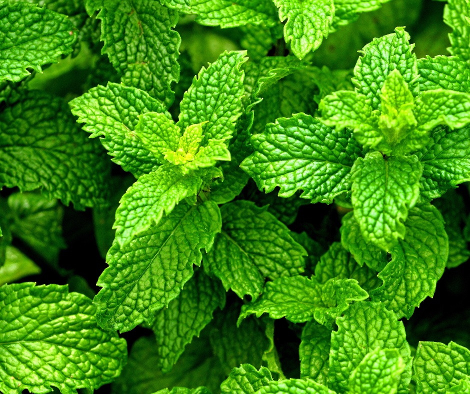 Peppermint Water for Wound Healing: A Natural Ally in Breastfeeding Care