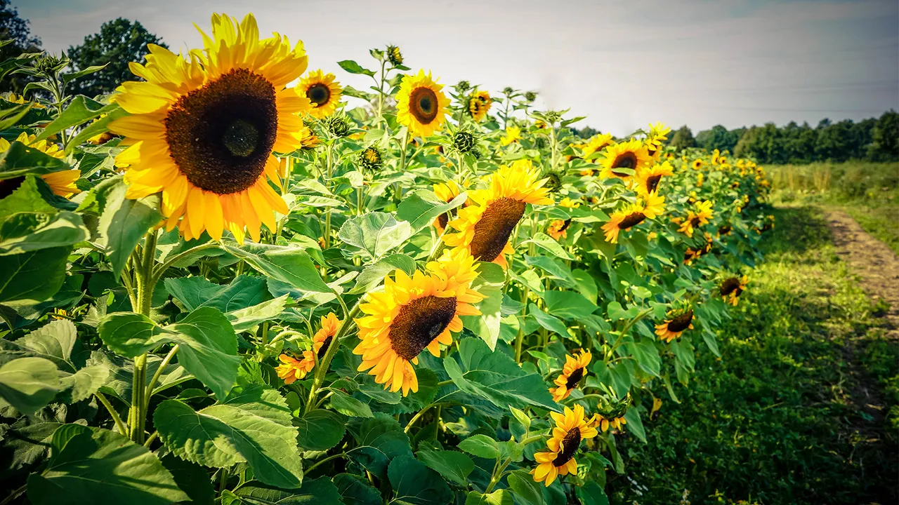 Sunflower Lecithin for Clogged Ducts: Exploring the Theory and Evidence